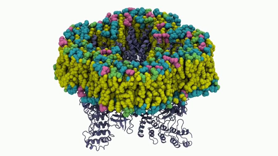 Estructura tridimensional de la proteïna TRPV2